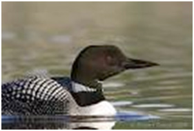 Common Loon