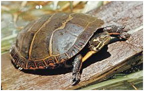 Turtles (Photo of Painted Turtle)